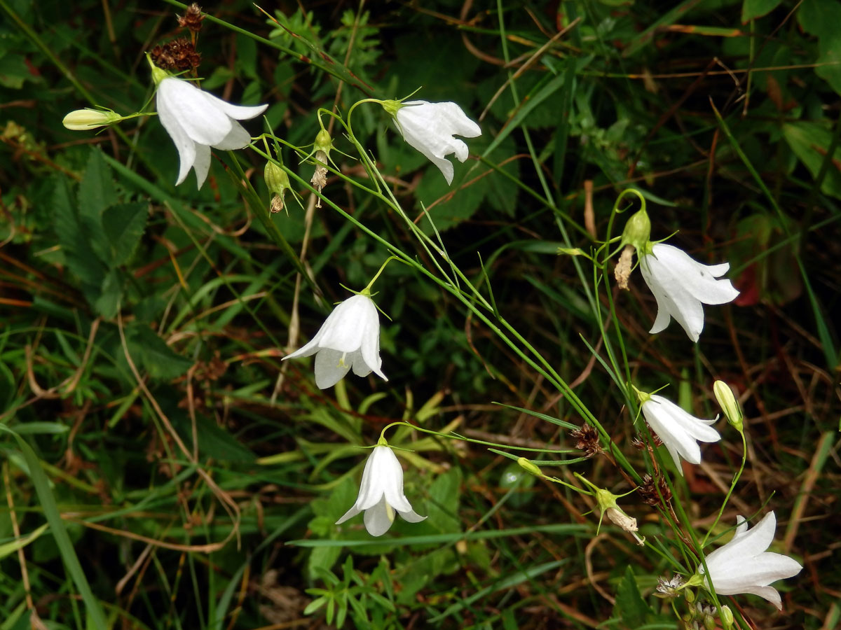 Zvonek okrouhlolistý (Campanula rotundifolia L.) s bílými květy (1c)