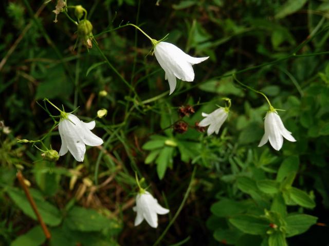 Zvonek okrouhlolistý (Campanula rotundifolia L.) s bílými květy (1d)