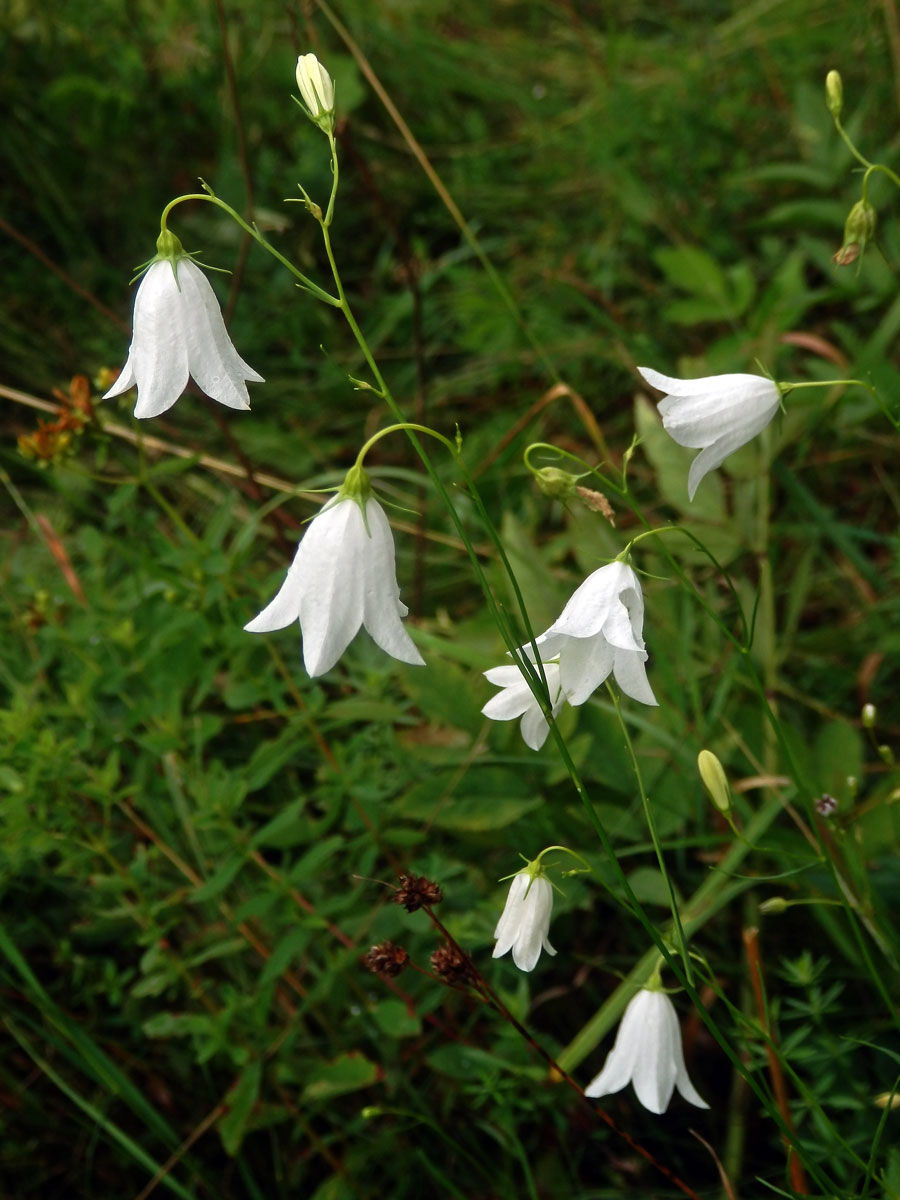 Zvonek okrouhlolistý (Campanula rotundifolia L.) s bílými květy (1e)