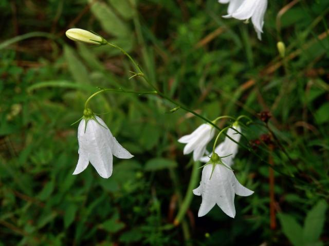 Zvonek okrouhlolistý (Campanula rotundifolia L.) s bílými květy (1f)