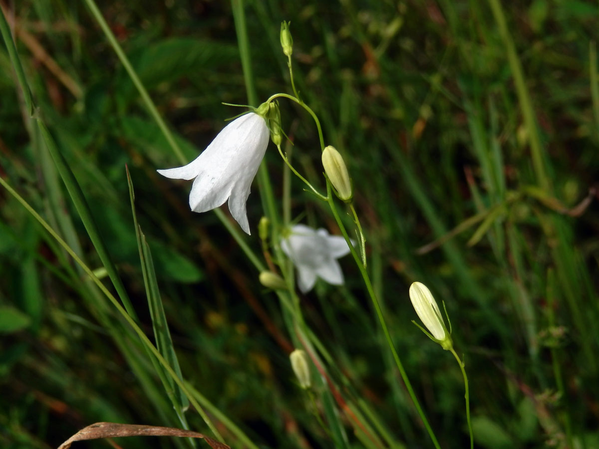 Zvonek okrouhlolistý (Campanula rotundifolia L.) s bílými květy (1h)