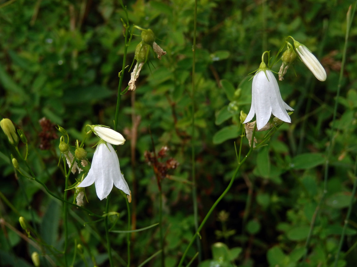 Zvonek okrouhlolistý (Campanula rotundifolia L.) s bílými květy (1i