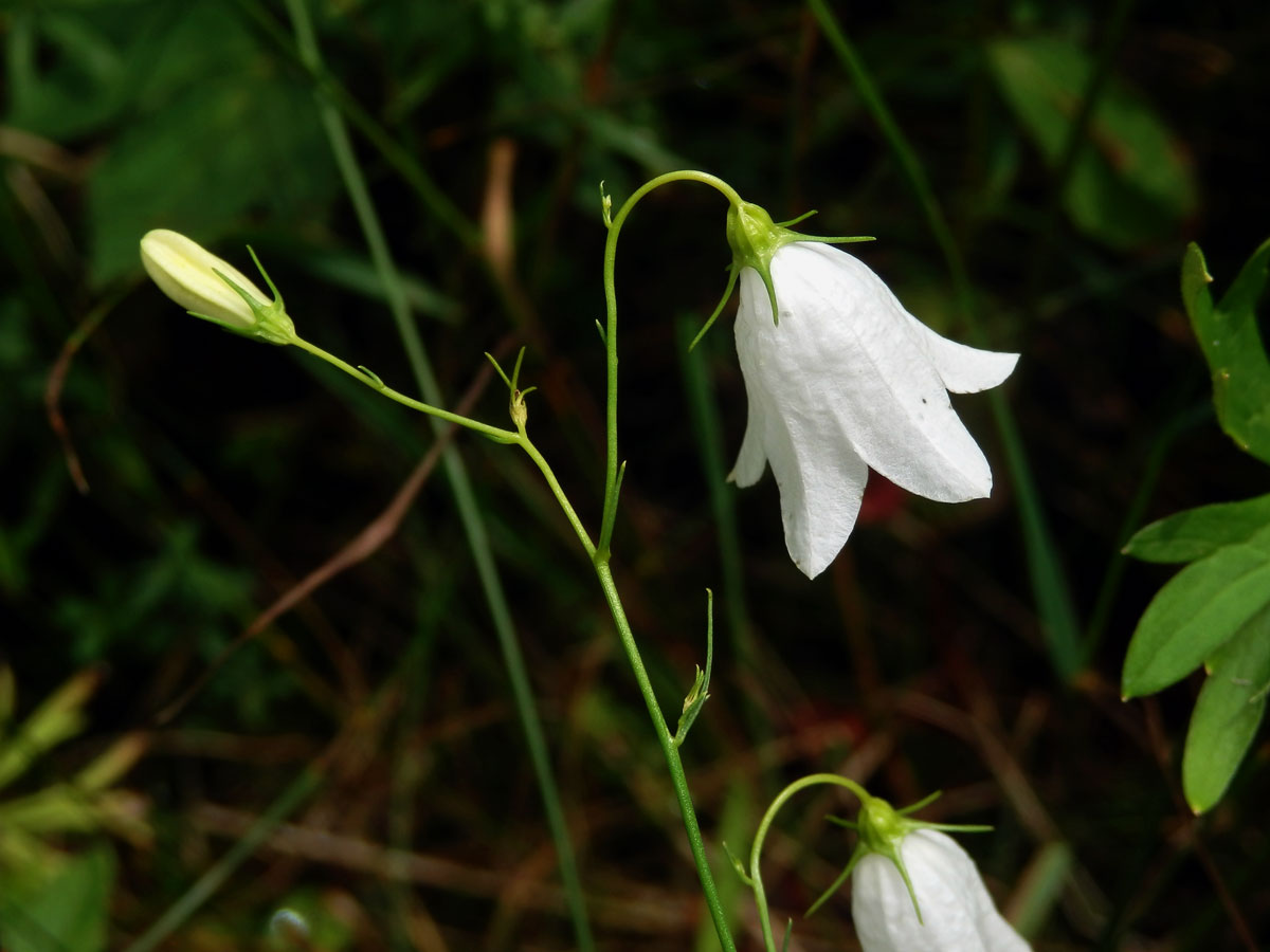 Zvonek okrouhlolistý (Campanula rotundifolia L.) s bílými květy (1k)