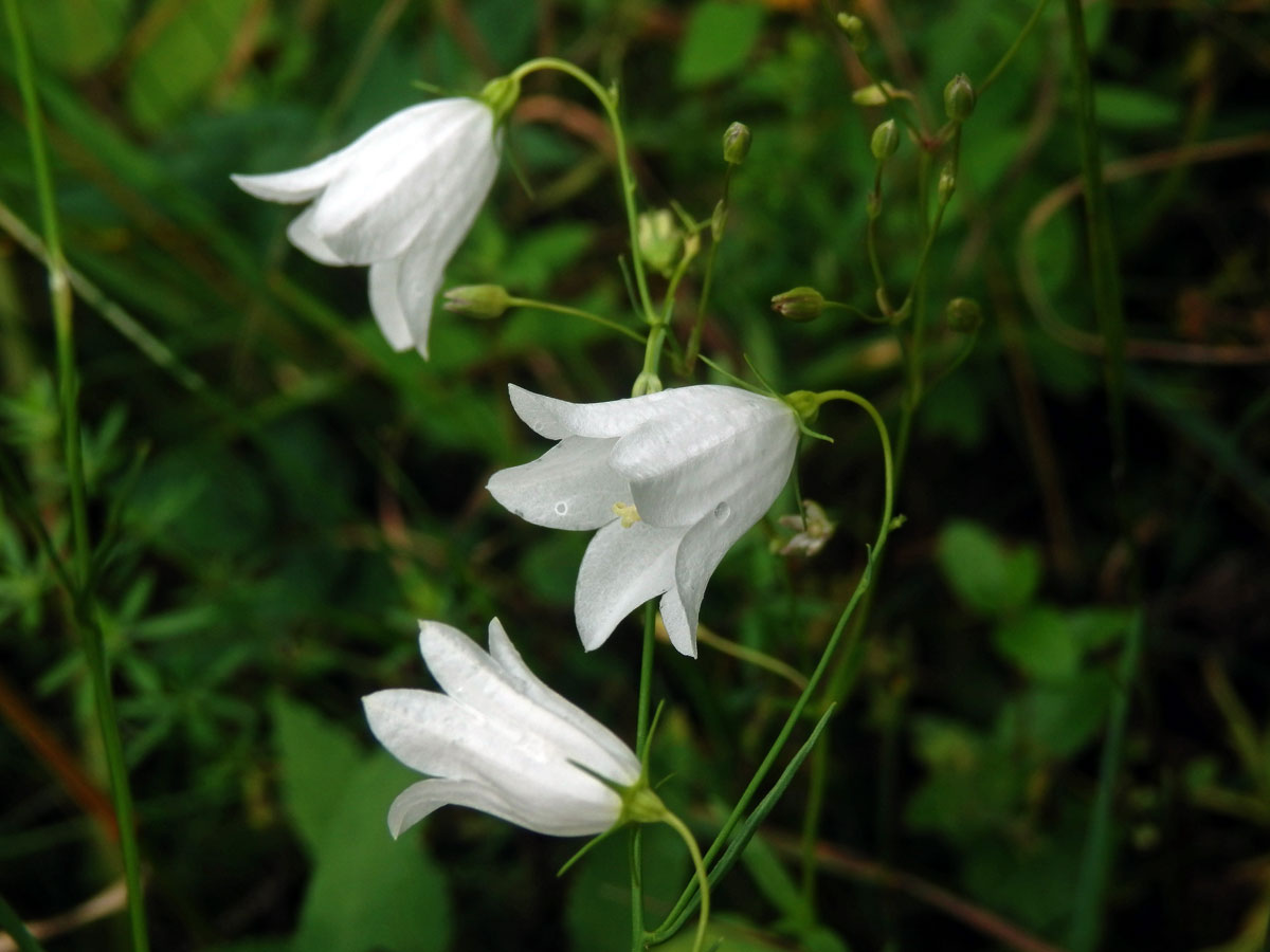 Zvonek okrouhlolistý (Campanula rotundifolia L.) s bílými květy (1m)