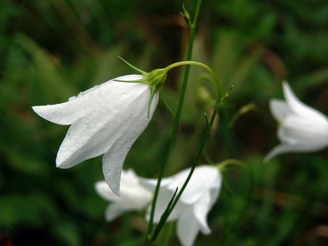 Zvonek okrouhlolistý (Campanula rotundifolia L.) s bílými květy (1n)