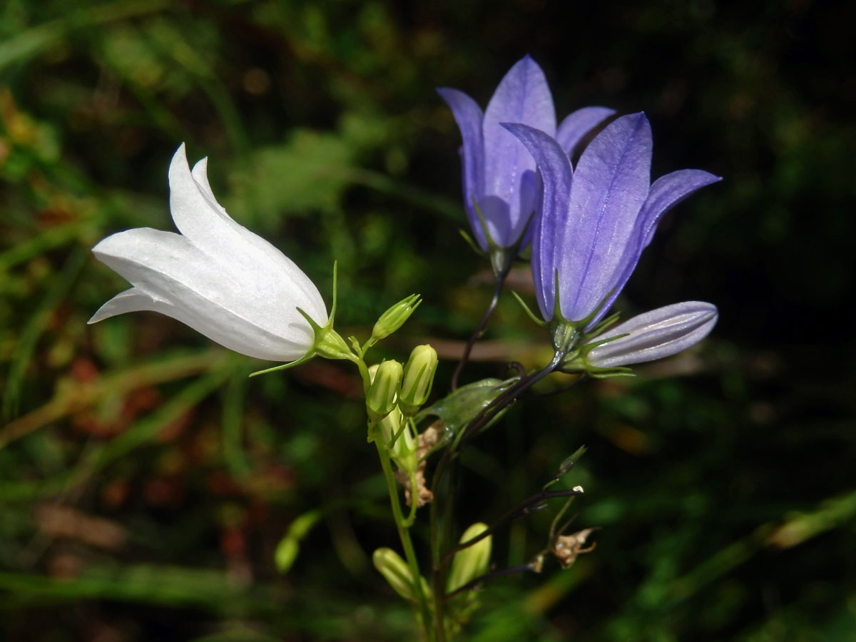 Zvonek okrouhlolistý (Campanula rotundifolia L.) s bílými květy (1o)