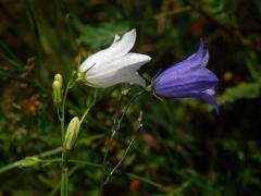 Zvonek okrouhlolistý (Campanula rotundifolia L.) s bílými květy (1