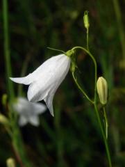 Zvonek okrouhlolistý (Campanula rotundifolia L.) s bílými květy (1q)