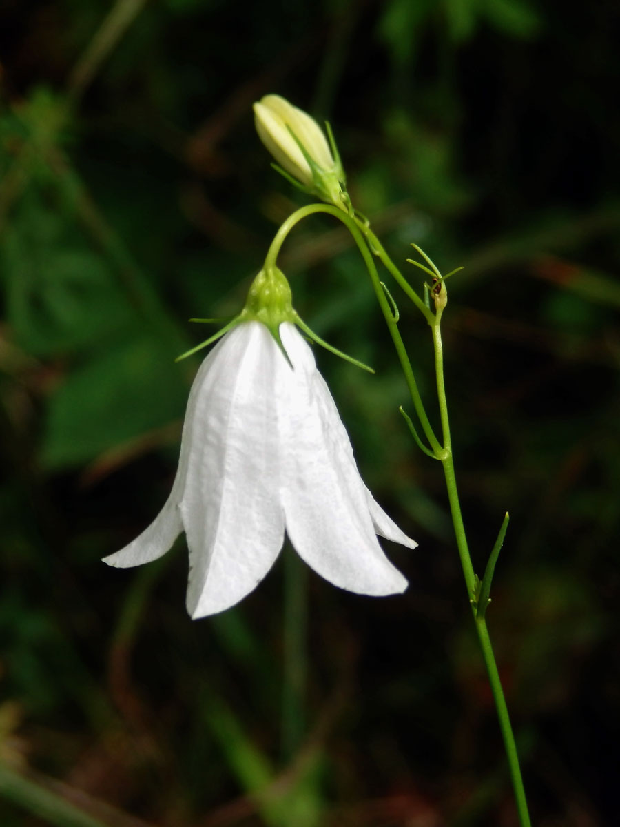 Zvonek okrouhlolistý (Campanula rotundifolia L.) s bílými květy (1r)