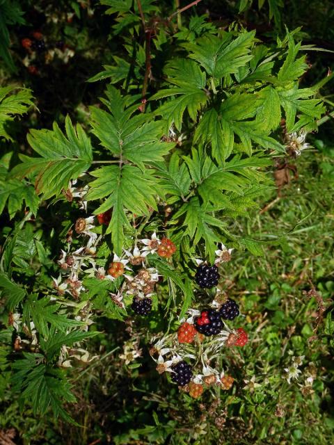 Ostružiník dřipený (Rubus laciniatus Willd.)