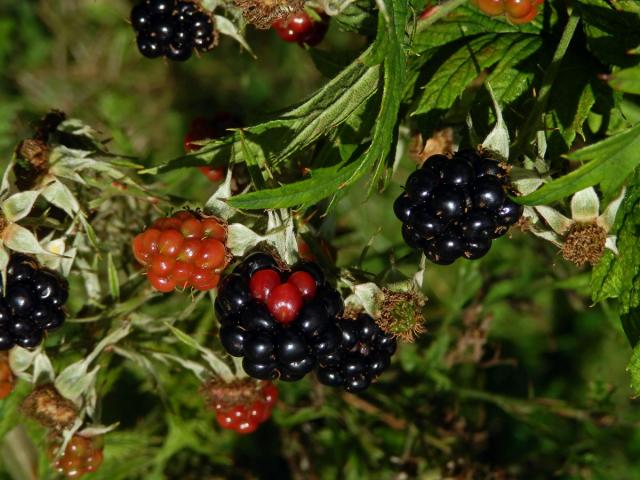 Ostružiník dřipený (Rubus laciniatus Willd.)