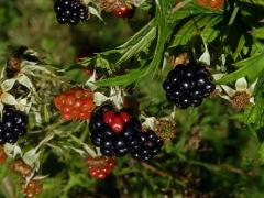 Ostružiník dřipený (Rubus laciniatus Willd.)