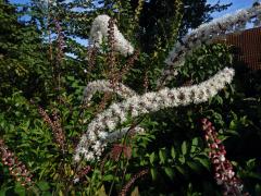 Ploštičník hroznatý (Actaea racemosa L.)