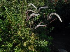 Ploštičník hroznatý (Actaea racemosa L.)