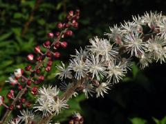 Ploštičník hroznatý (Actaea racemosa L.)