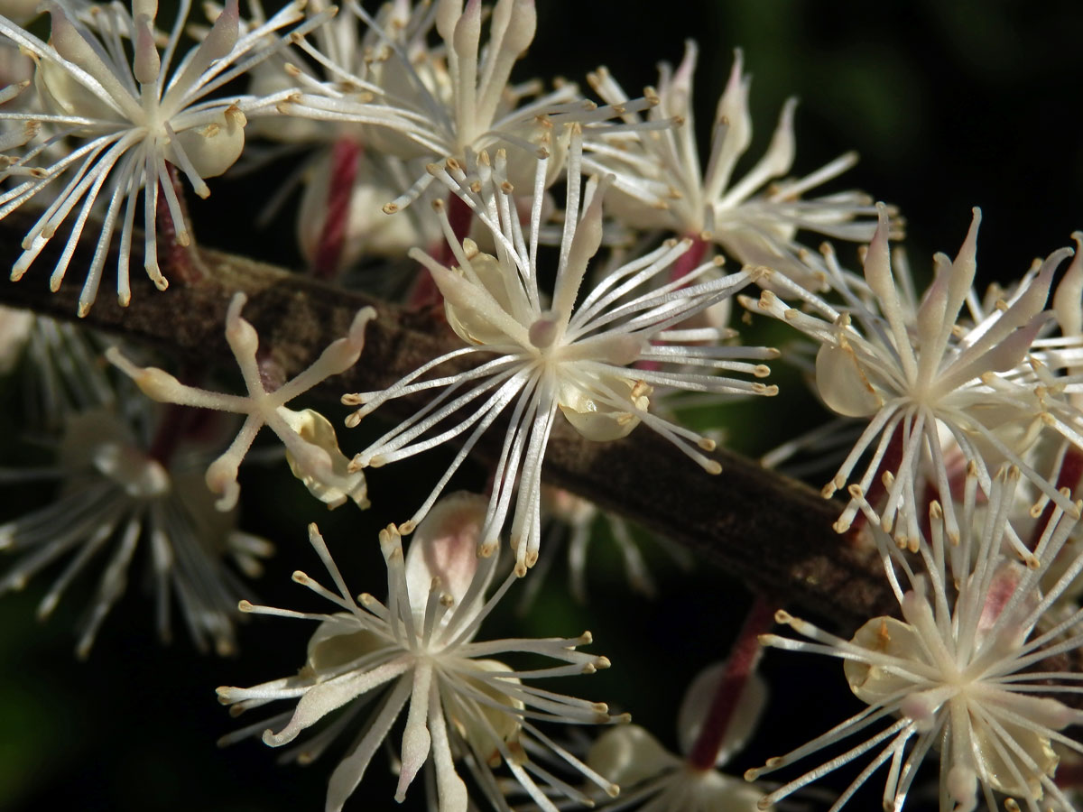 Ploštičník hroznatý (Actaea racemosa L.)