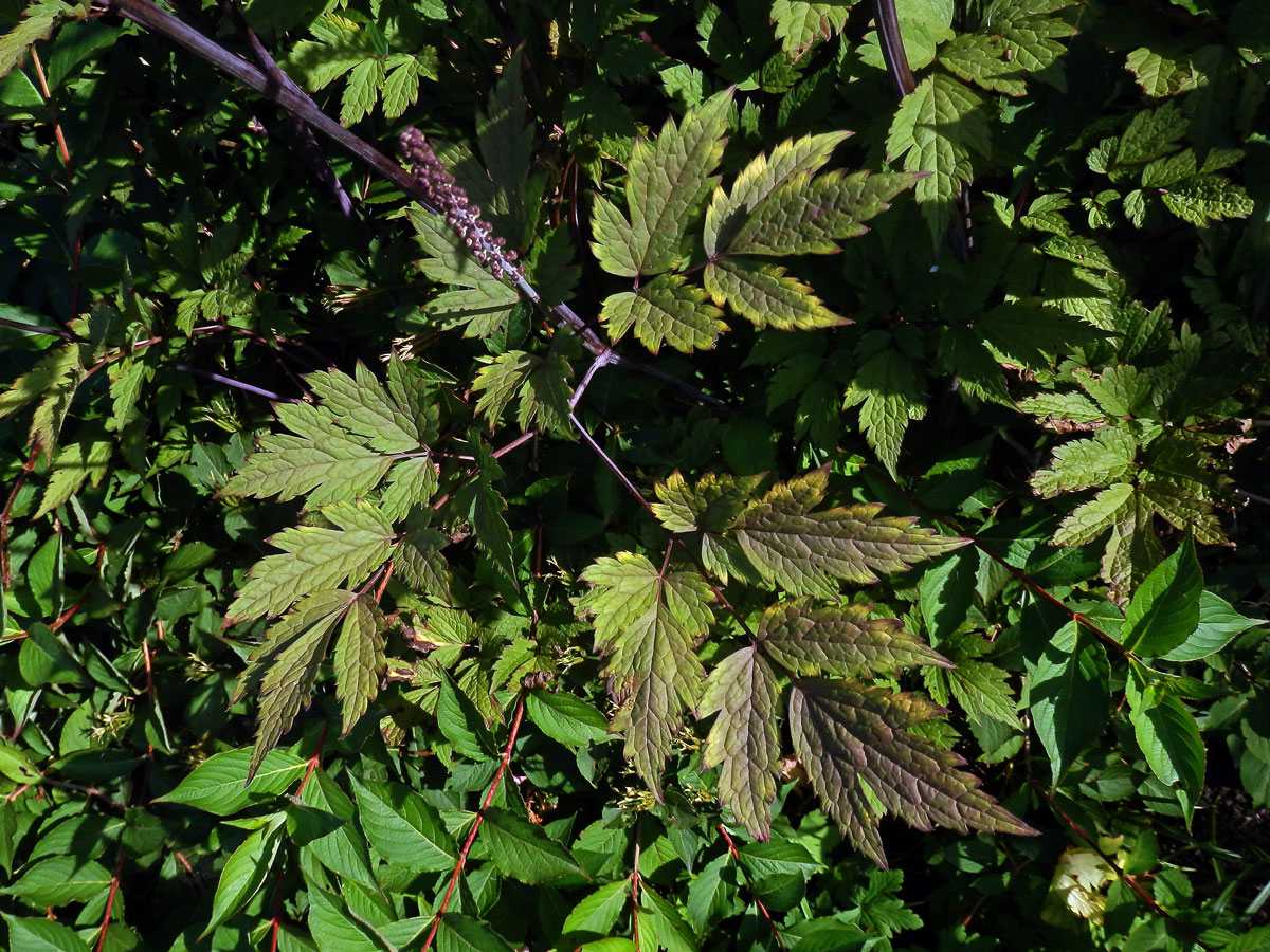 Ploštičník hroznatý (Actaea racemosa L.)