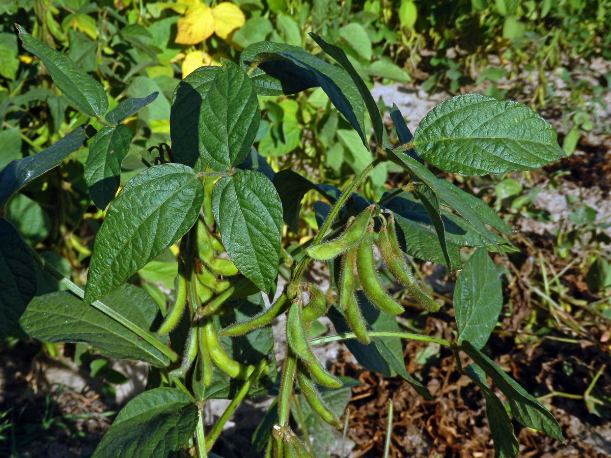 Sója luštinatá (Glycine max (L.) Merr.)