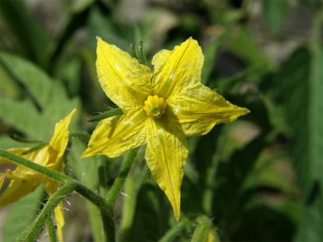 Lilek rajče (Solanum lycopersicum L.)