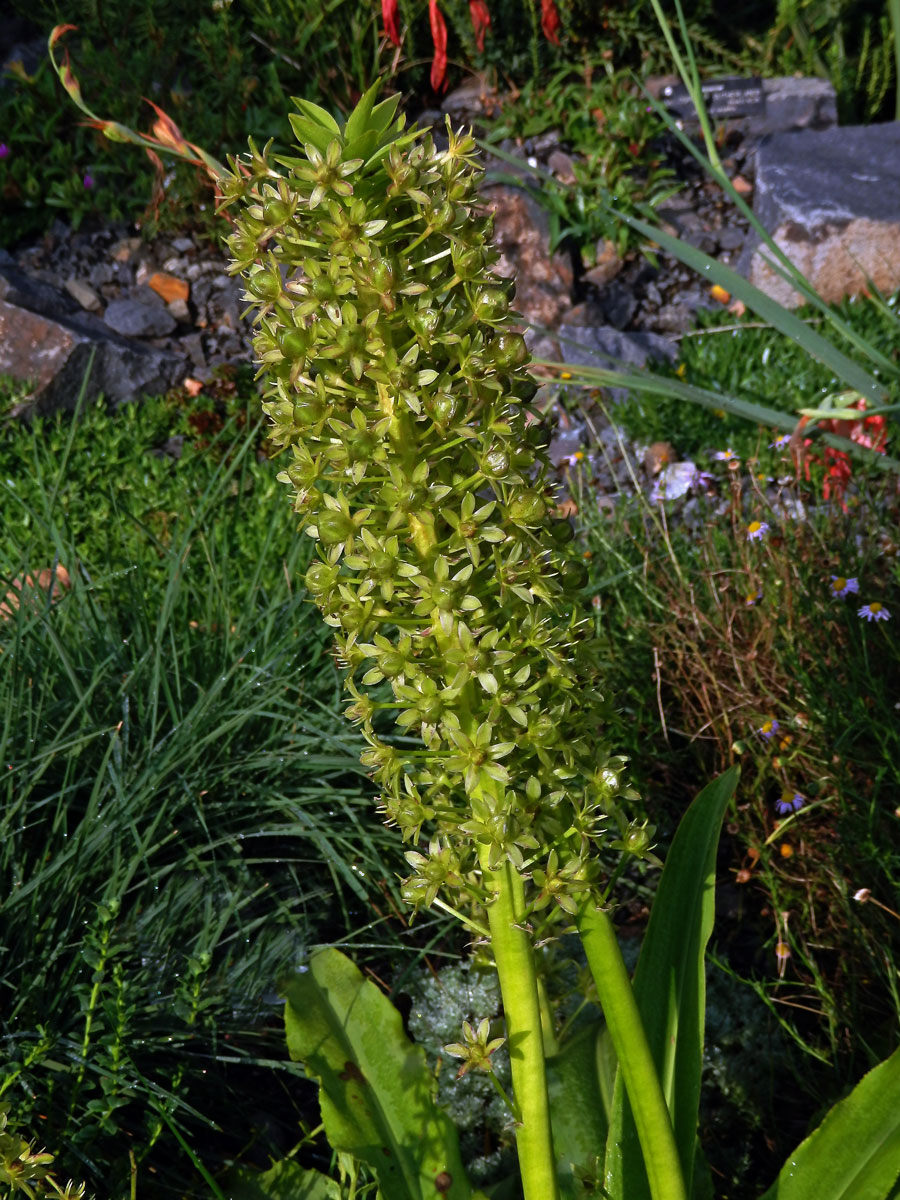 Chocholatice tečkovaná (Eucomis comosa (Houtt.) Wehrh.)