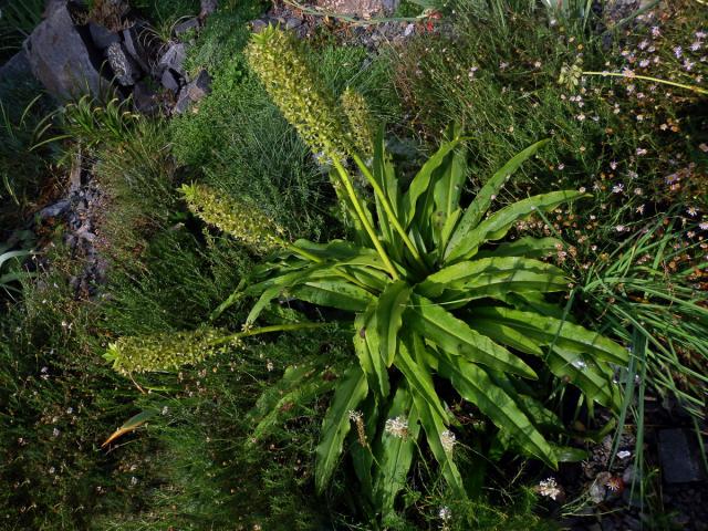 Chocholatice tečkovaná (Eucomis comosa (Houtt.) Wehrh.)