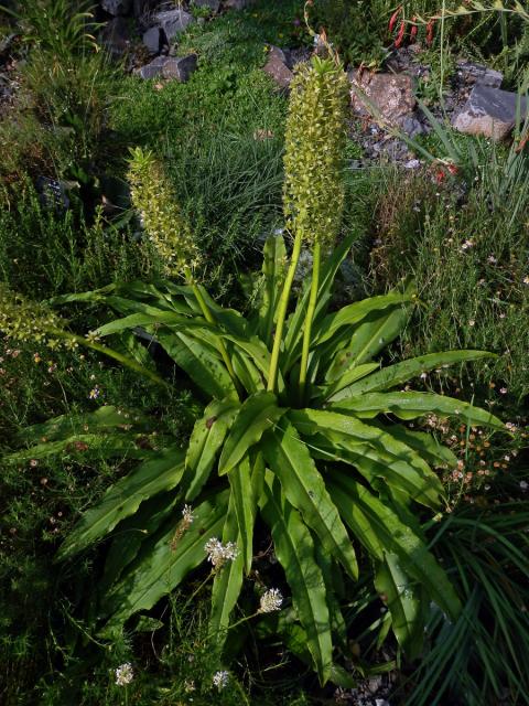 Chocholatice tečkovaná (Eucomis comosa (Houtt.) Wehrh.)