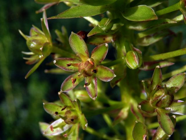 Chocholatice tečkovaná (Eucomis comosa (Houtt.) Wehrh.)