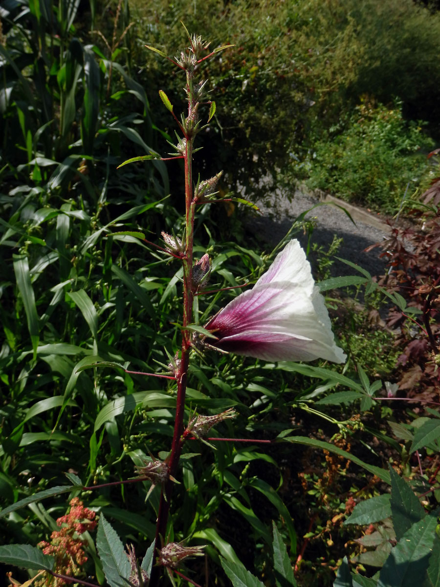 Ibišek súdánský (Hibiscus sabdarifa L.)