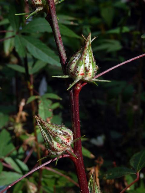 Ibišek súdánský (Hibiscus sabdarifa L.)