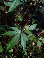 Ibišek súdánský (Hibiscus sabdarifa L.)