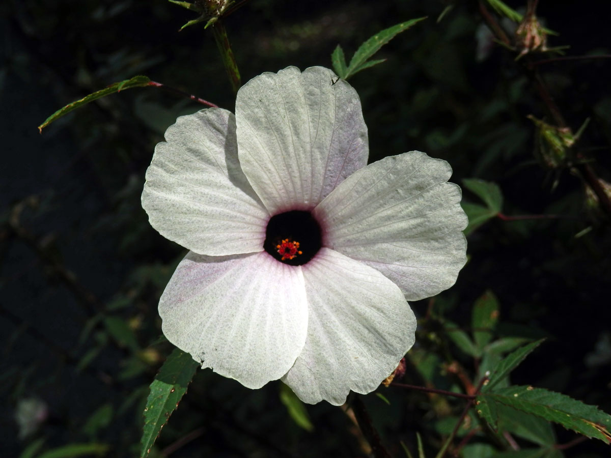 Ibišek súdánský (Hibiscus sabdarifa L.)