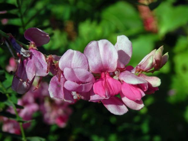 Modřil barvířský (Indigofera tinctoria L.)