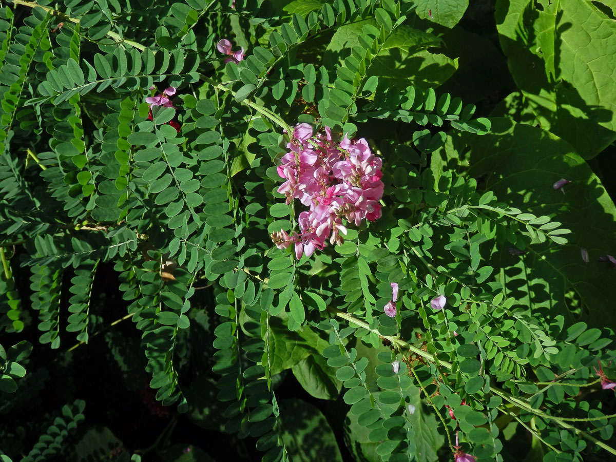 Modřil barvířský (Indigofera tinctoria L.)