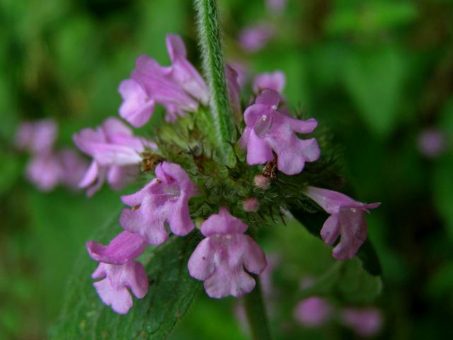 Klinopád obecný (Marulka klinopád) (Clinopodium vulgare L.)