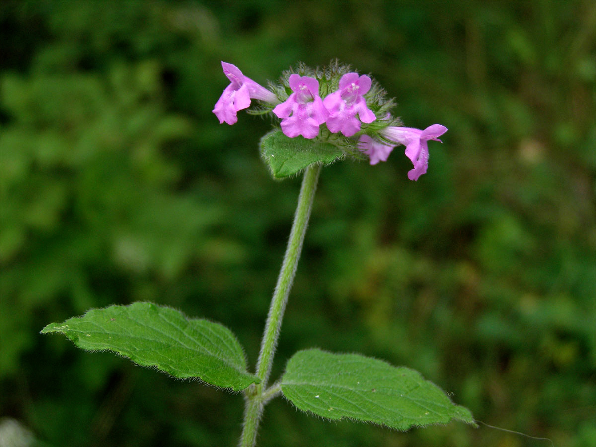 Klinopád obecný (Marulka klinopád) (Clinopodium vulgare L.)