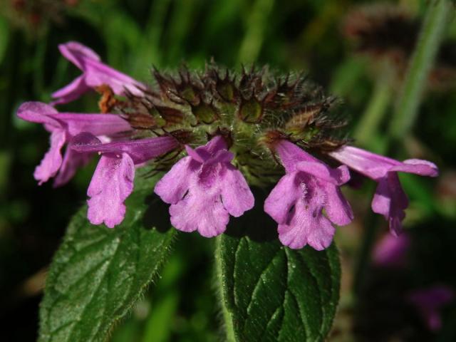 Klinopád obecný (Marulka klinopád) (Clinopodium vulgare L.)