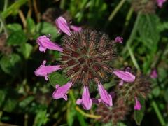 Klinopád obecný (Marulka klinopád) (Clinopodium vulgare L.)