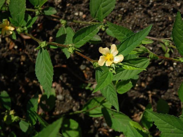 Pastala rozprostřená (Turnera diffusa Willd. ex J. A. Schultes)