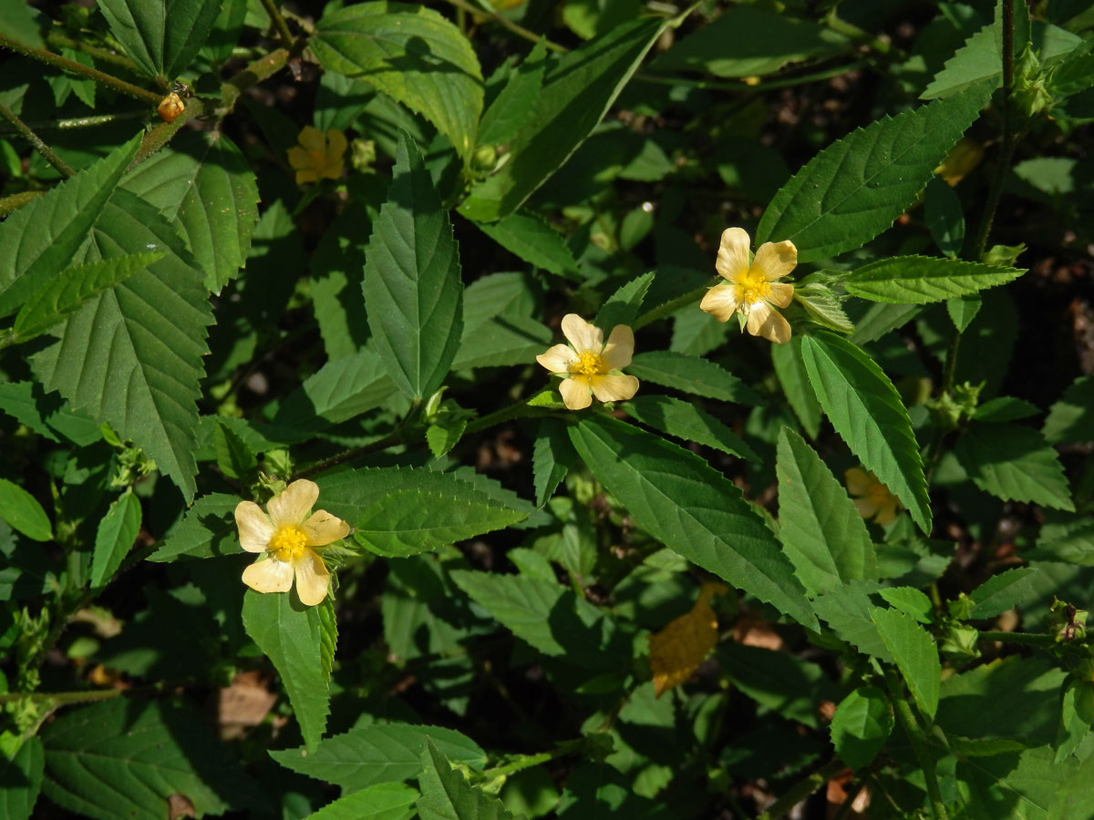 Pastala rozprostřená (Turnera diffusa Willd. ex J. A. Schultes)