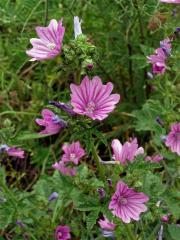 Sléz lesní (Malva sylvestris L.)