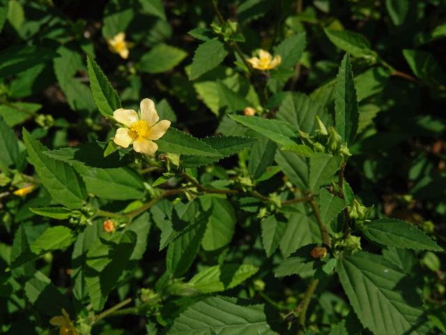 Pastala rozprostřená (Turnera diffusa Willd. ex J. A. Schultes)