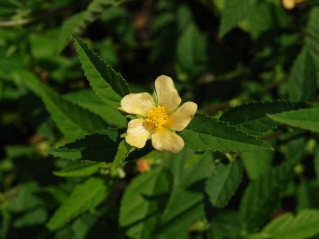 Pastala rozprostřená (Turnera diffusa Willd. ex J. A. Schultes)