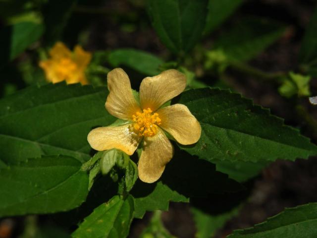 Pastala rozprostřená (Turnera diffusa Willd. ex J. A. Schultes)