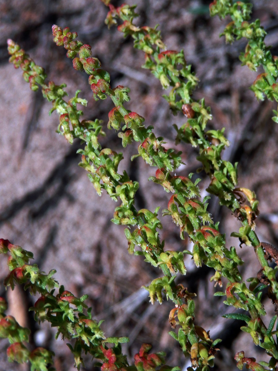 Šťovík (Rumex bucephalophorus L.)