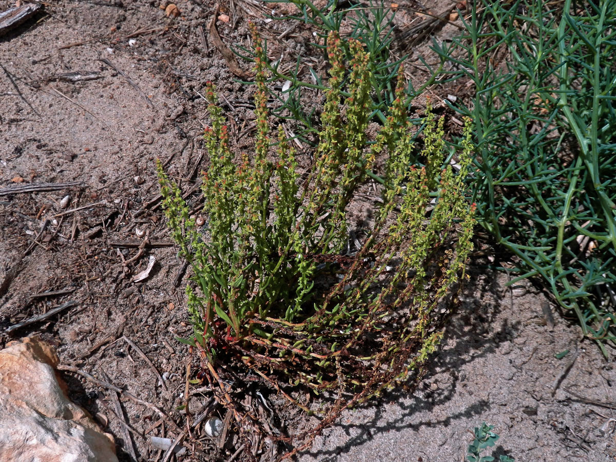 Šťovík (Rumex bucephalophorus L.)