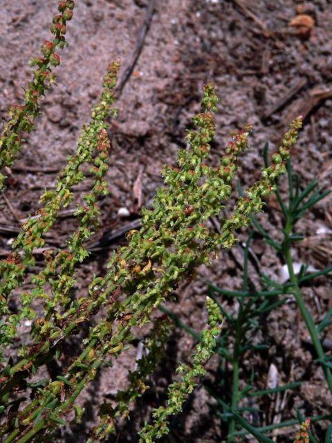 Šťovík (Rumex bucephalophorus L.)