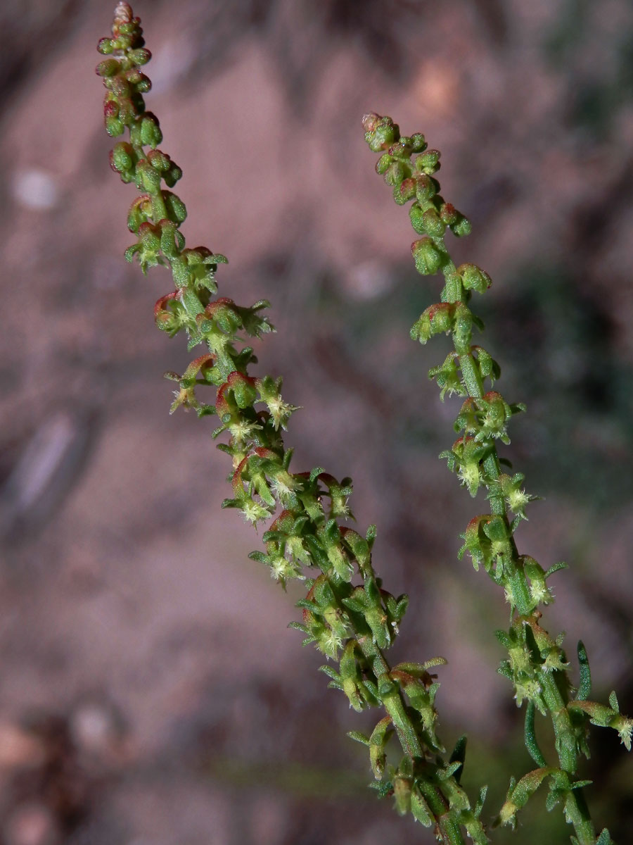 Šťovík (Rumex bucephalophorus L.)