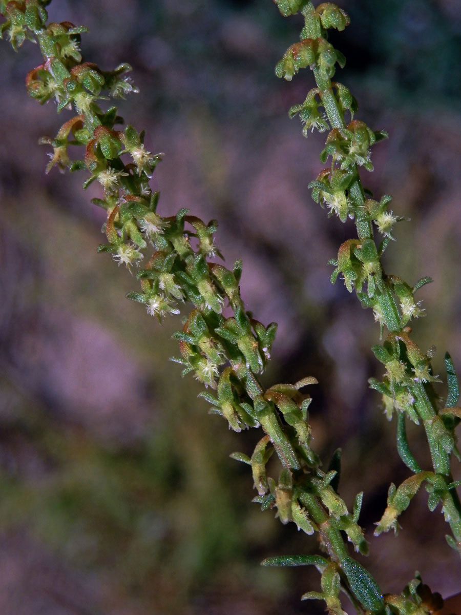 Šťovík (Rumex bucephalophorus L.)