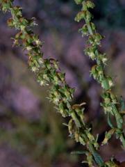 Šťovík (Rumex bucephalophorus L.)