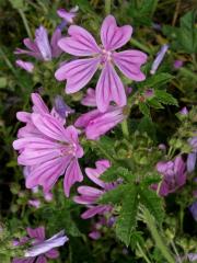 Sléz lesní (Malva sylvestris L.)